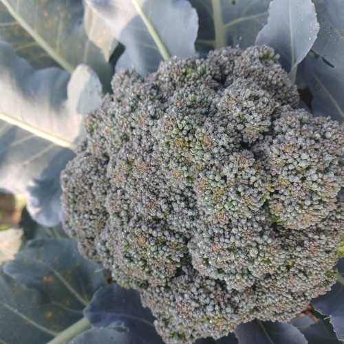 broccoli